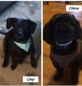 Chip & Chloe