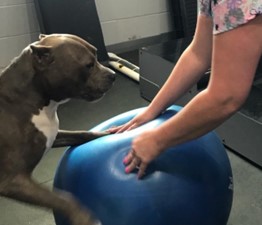 Peter exercise ball